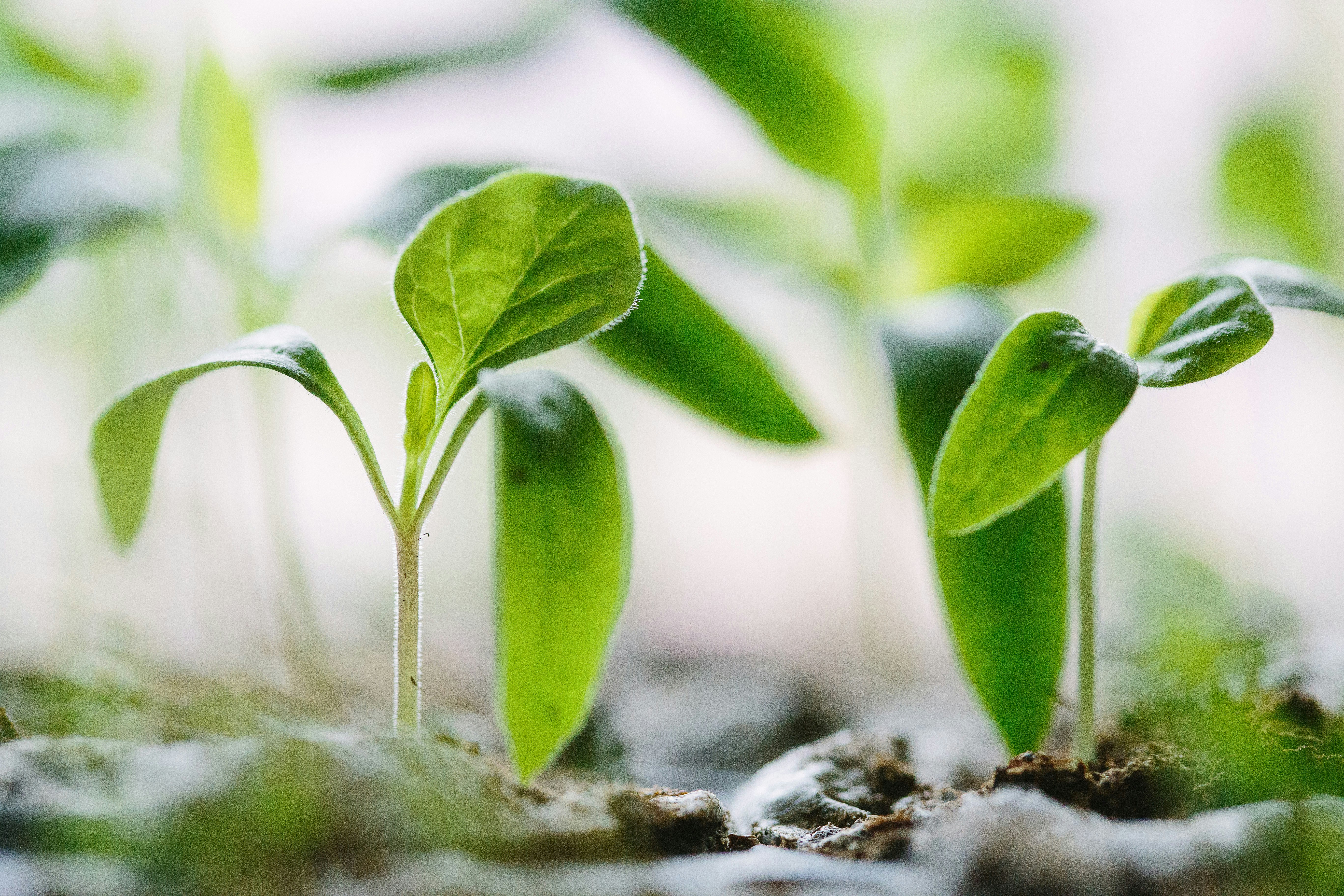 Bachelor of Education with Agricultural Sciences